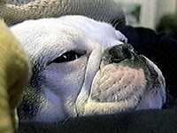 �o�j�� �ʐ^1