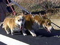 �叕���؎q �ʐ^1