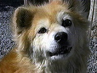 �R���� �ʐ^1