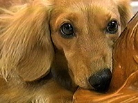 �s�[�` �ʐ^1