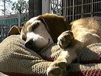 �s���O�[ �ʐ^1