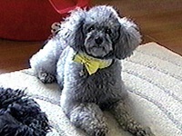 �p�f�B�[�^ �ʐ^1