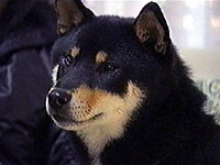 ���� �ʐ^1