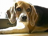 �R���� �ʐ^1