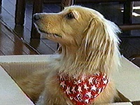 �}���� �ʐ^1