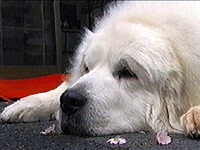 ���� �ʐ^1