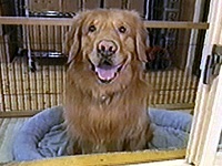 �X�}�C�� �ʐ^1