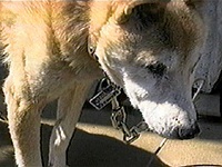 ���� �ʐ^1