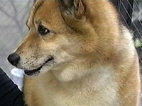 ���� �ʐ^1