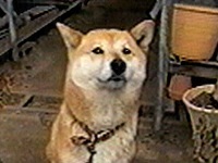 ���� �ʐ^1