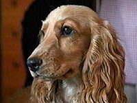 �g�s�A�X �ʐ^1