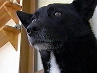 �W���C �ʐ^1