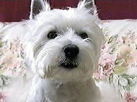 �A���f�B�[ �ʐ^1