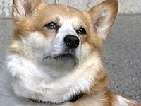 ���[���[ �ʐ^1