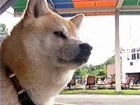 ���� �ʐ^1