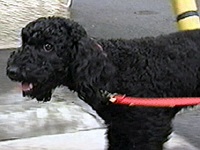 ���� �ʐ^1