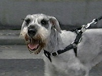 ���� �ʐ^1