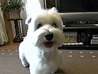 ���䂫 �ʐ^1