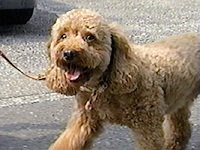 �n�b�s�[ �ʐ^1