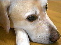 ���b�L�[ �ʐ^1