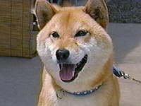 �}���� �ʐ^1