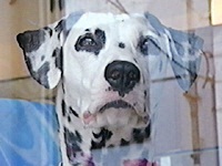 �~���L�[ �ʐ^1