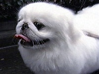 ���b�e �ʐ^1