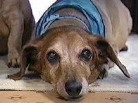 �`�����v �ʐ^1