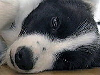 Jr ʐ^1