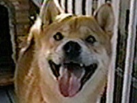 䂸 ʐ^1