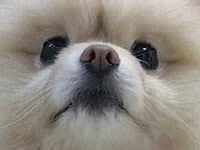 t ʐ^1