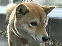 ͂邳 ʐ^1
