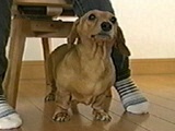 ni ʐ^3