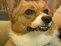 傱 ʐ^1