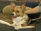 傱 ʐ^2