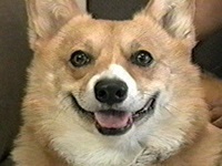 n ʐ^1