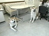 끕 ʐ^2