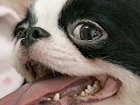 a ʐ^1