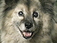  ʐ^1