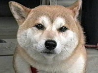 RXP ʐ^1