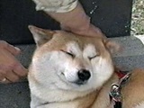 RXP ʐ^4