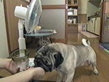 ~g 傤̂ ʐ^4