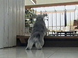 VITAir^j 傤̂ ʐ^5