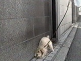 PCeB 傤̂ ʐ^4