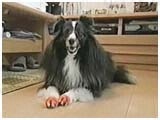 肠 傤̂ ʐ^5