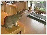  傤̂ ʐ^5