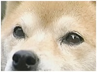 傤̂ ʐ^1