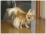 ni 傤̂ ʐ^4