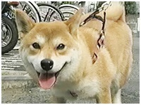 傤̂ ʐ^1