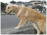 Ȃ̂ 傤̂ ʐ^4